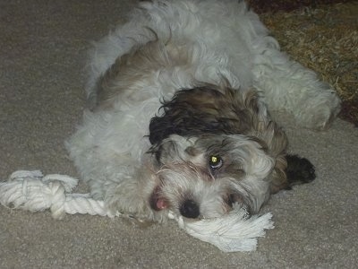 Katie the Cock-A-Chon Puppy is laying sideways on a tan rug and playing with a rope toy