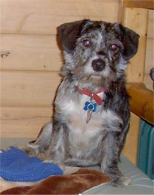 Bleau the black brindle and white Cocker Westie is sitting on a bed with a wooden headboard and a wooden wall behind him