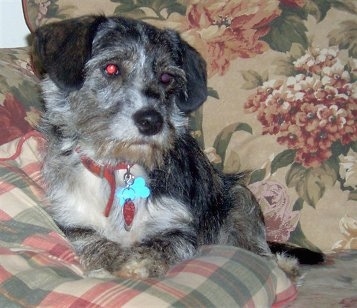 Bleau the black brindle and white medium-haired Cocker Westie is laying on a plaid pillow and against the arm of a floral printcouch.