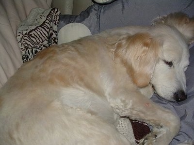 A Golden Cocker Retriever is sleeping on a blue pillow