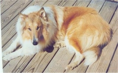 Monzaya the tan and white Rough Collie is laying on a wooden deck