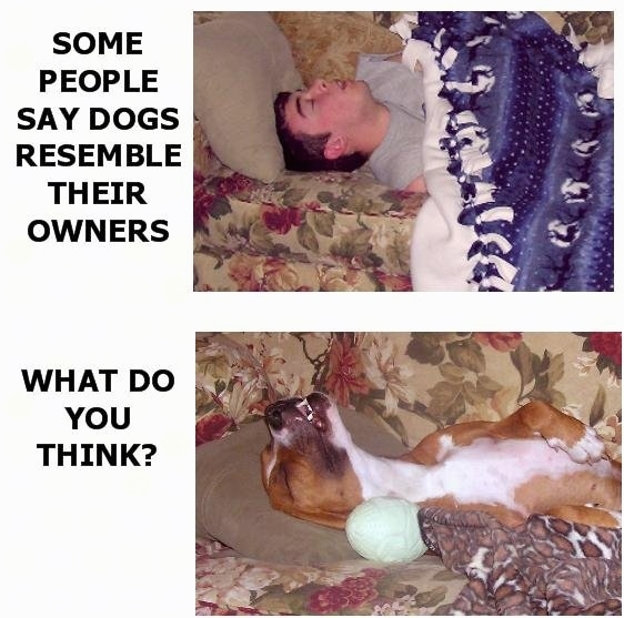 Top Image - A person sleeping on a couch covered in a blue with white blanket with their head rolled back and their mouth open. The Words next to the image say - SOME PEOPLE SAY DOGS RESEMBLE THEIR OWNERS. Bottom Image - A brown with white Boxer dog laying on a couch next to a blanket with its head rolled back and mouth open in the same way as the human above. The Words next to the image say - WHAT DO YOU THINK?