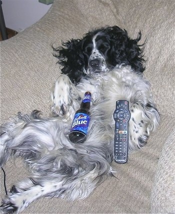 A black and white Springer Spaniel dog is laying on its back belly-up in an arm chair. There is a Labatt Blue beer bottle on its stomach and a TV remote next to it.