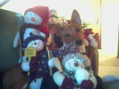A brown with white Basenji dog is sitting on a couch behind Three Snowman stuffed plush dolls.