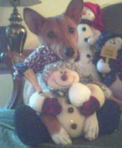 A brown with white Basenji dog is sitting on a couch with its head on a stuffed plush snowmen doll. There are two other snowmen behind it