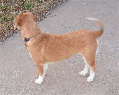 Hollywood the tan and white Corgidor is standing in the middle of a sidewalk. His tail is wagging