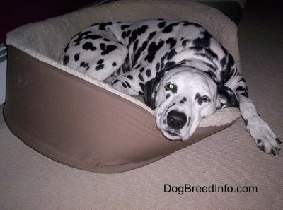 Close Up - Molly the Dalmatian resting in her doggie bed