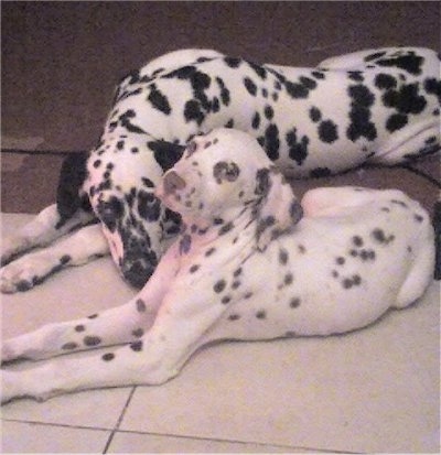 Snickers the black and white Dalmatian and Candy the brown spotted Dalmatian are laying next to each other on a tiled floor