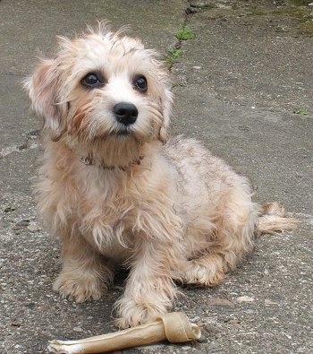 Madge the Dandie Dinmont puppy is sitting on a sidewalk with a rawhide bone in front of her