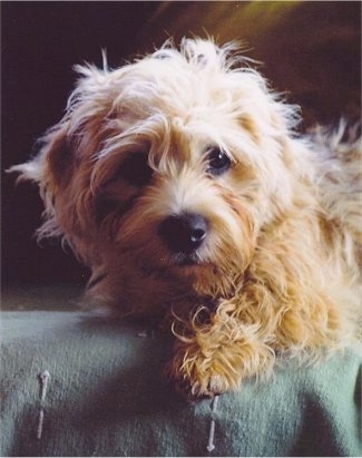 Close Up upper body shot - Daphne the Dandie Dinmont layig down on a green blanket