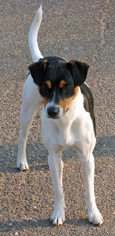 Tjalfe the Danish-Swedish Farmdog is standing outside in a road