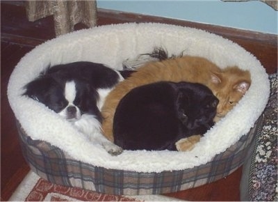Sumo the Japanese Chin, Mango the Orange Cat and Dinky the Black Cat are laying in a dog bed together