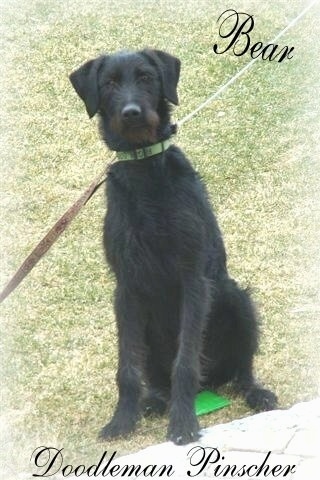 Bear the black with tan Doodleman Pinscher is sitting outside in grass and on top of a small green flag. There is a white gradient around the image. The word - Bear - is overlayed in the top right corner. The Words - Doodleman Pinscher - is overlayed at the bottom middle of the image