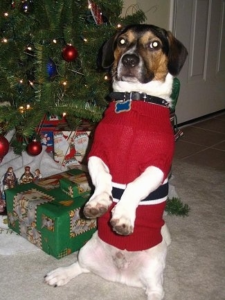 Mason the black, brown and white tricolor Doxle is sitting on his hind legs and he is wearing a Christmas sweater. There is a Christmas tree next to it and there are wrapped boxes under the tree