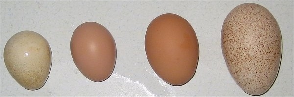 What color are turkey eggs?