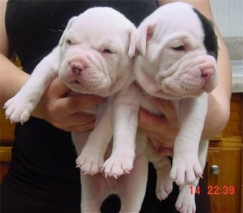 Two white EngAm Bulldog puppies are being held in the air by a person behind them. The puppy on the right has a black patch over one eye.
