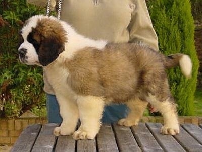 The left side of a thick fluffy coated, tan with white and black Saint Bernard puppy that is posing on top of a wooden table. There is a person behind it posing it in a show stack.