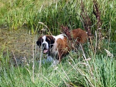 A brown with white and black Saint Bernard is standing near a marsh and it is looking forward. Its mouth is open and its tongue is out. There is tall grass in front of it.