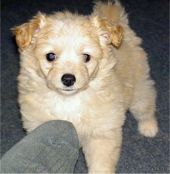 Lisa the cream Eskapoo puppy is standing in front of a gray sock and looking forward