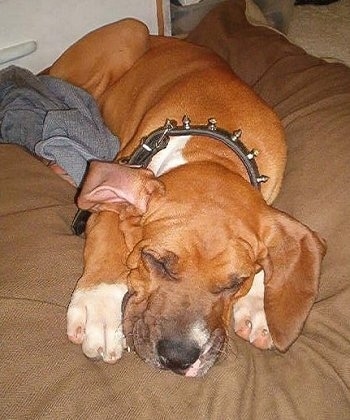 A tan with white Fila Brasileiro puppy is wearing a black leather spike collar and sleeping on a brown pillow