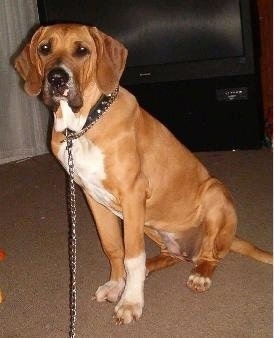 A tan with white Fila Brasileiro is sitting on a carpet in front of a TV