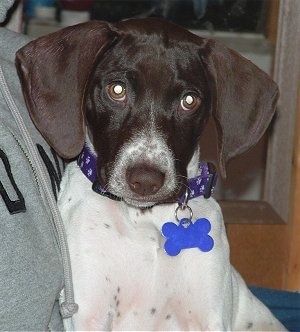 Close Up - A white with brown German Shorthaired Pointer puppy is sitting in the lap against the chest of a person