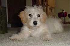 A tan Beagle/Bichon puppy is laying on a white and tan carpet and looking forward