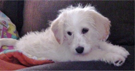 A white and tan Beagle/Bichon puppy is laying on a couch and looking over the edge