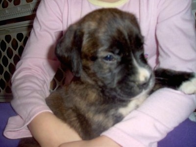 Close Up - A Golden Boxer puppy is laying in the lap of a child who is wearing a pink shirt.