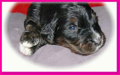 Close Up - a black with tan and white Golden Mountain dog puppy is laying on a pillow