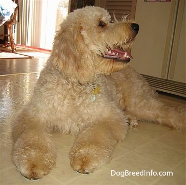 A tan Goldendoodle is laying on a tiled floor in front of a refrigerator looking up and to the right