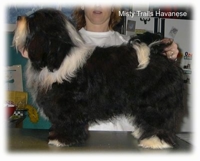 A black with white Havanese is standing on a countertop in a kitchen. There is a person behind it posing it in a stack.
