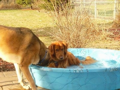 A Golden Retriever is laying in a blue plastic kiddy pool outside on a brick deck. A German Shepherd is drinking the water out of the pool.