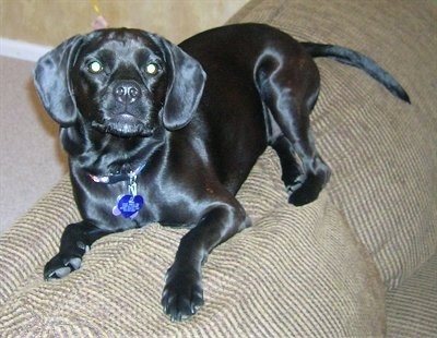 A shiny black Hush Basset is laying on the back of a tan couch