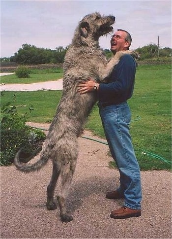  Kennels on Brendan The Irish Wolfhound Is With His Owner Breeder  Frank Winters