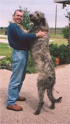 Irish Wolfhound Puppies on The Guy Is Supposedly 6 1 In The Picture And That S The Smaller