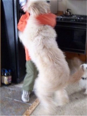 A Goldendoodle jumping on a child who is smaller than the dog