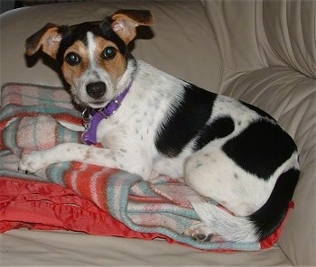 A white with black and tan Jack-A-Bee is laying on a blanket on top of a tan leather couch