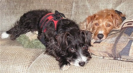 A black with white and a brown with white Jack-A-Poo are laying down on a tan couch on top of a pillow