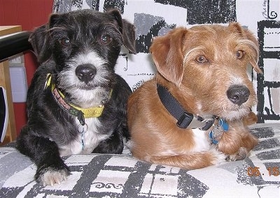 A black with white and a brown with white Jack-A-Poo is laying on a white and black couch