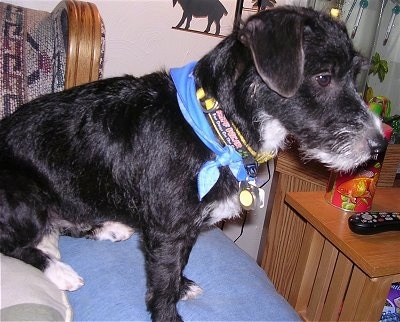 A black with white Jack-A-Poo is wearing a blue bandana and sitting on a couch in a living room