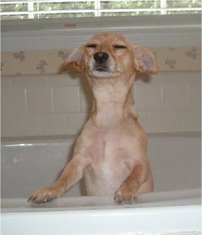 A wet tan Jack Chi is jumped up with its front paws on the side of a tub with its eyes closed. It looks like Dobbie from Harry Potter