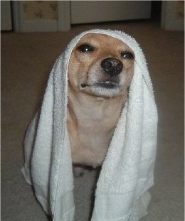 Close Up - A tan Jack Chi with a towel over its head is looking up