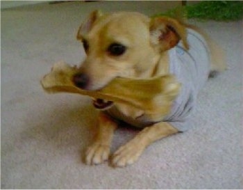 A tan Jack Chi is laying on a carpet with a bone in its mouth