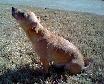 A tan Jack Chi is sitting in grass, its head is up.
