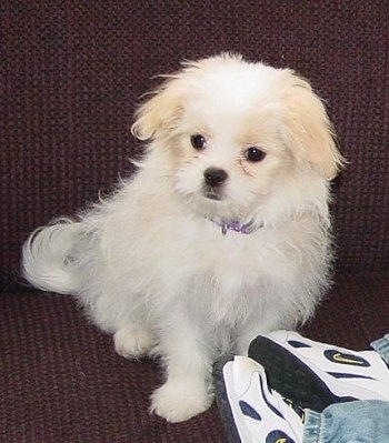 A white with tan Jatese puppy is sitting on a couch. There are tiny shoes in front of it