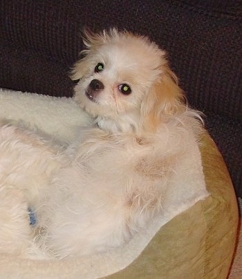 A white with tan Jatese puppy is laying on a tan dog bed in front of a brown couch