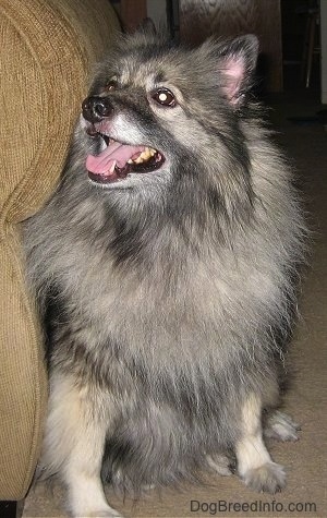 A fluffy, black with tan and white Keeshond is sitting in front of a couch looking up and to the left. Its mouth is open and its tongue is out.