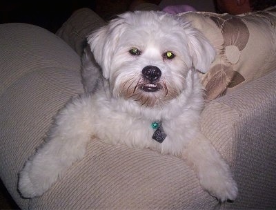 A white Kimola is laying on the back of a tan couch next to a fancy tan couch pillow.