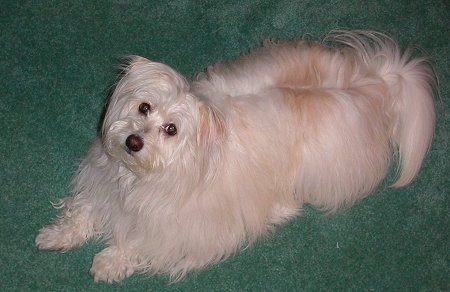 A long-haired tan Kimola is laying on a green carpet and looking up